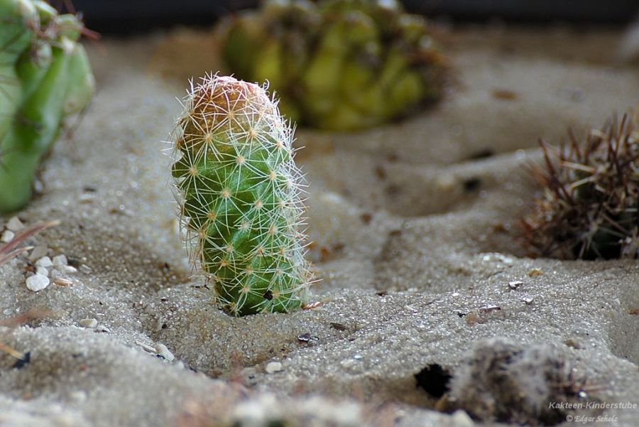 Kakteen-Kinderstube