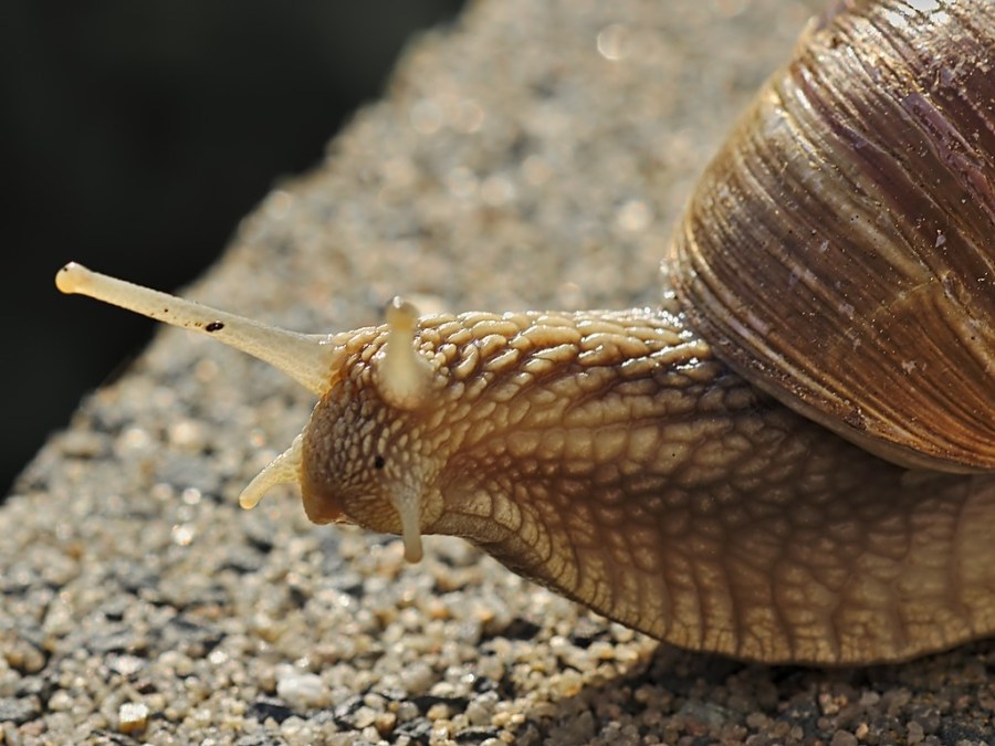 rennschnecke