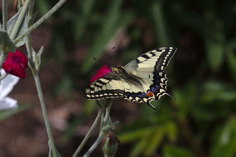 Schwalbenschwanz Zeichnung