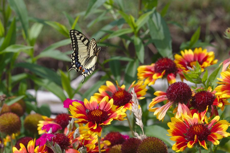 Schwanlbenschwanz Flug