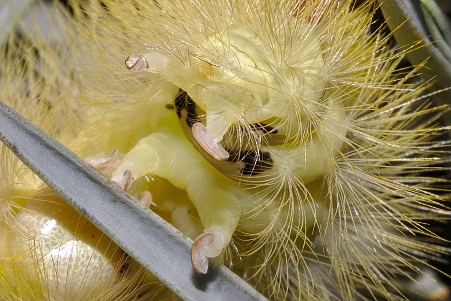 Buchen-Streckfuß-Frontal